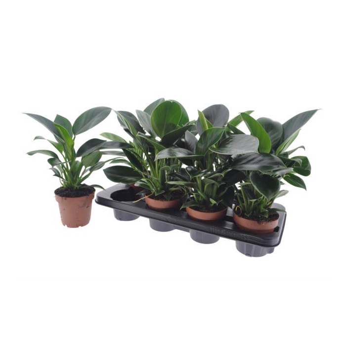 <h4>Philodendron Green Princess 12Ø 35cm</h4>