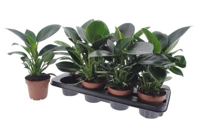 Philodendron Green Princess 12Ø 35cm