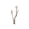 Syringa Branch Extra Granados