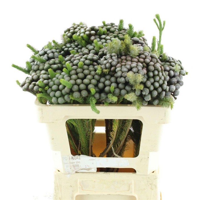 <h4>SNIJBLOEMEN OV</h4>