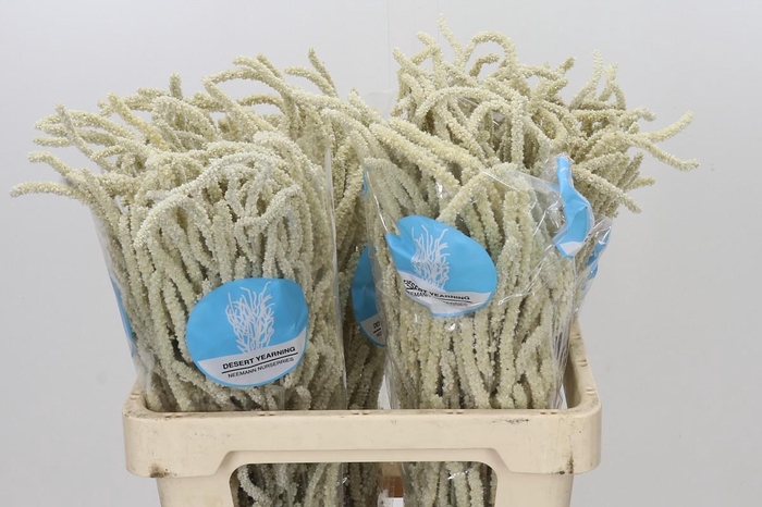 <h4>Amaranthus Yearming Desert</h4>