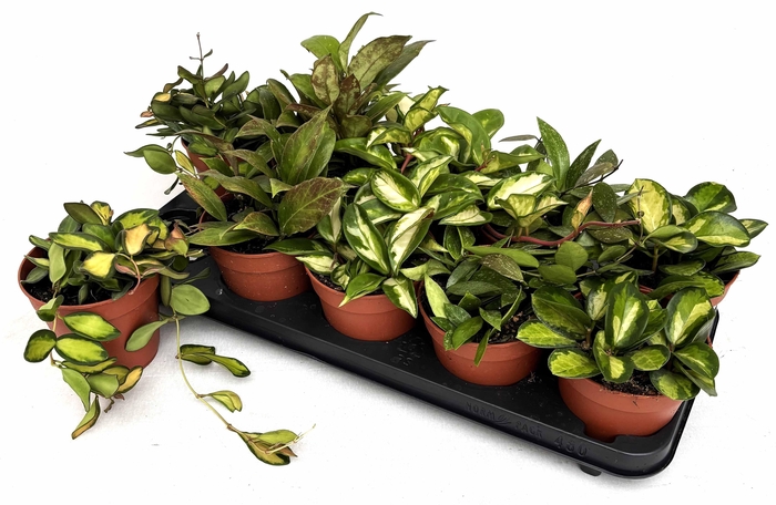 <h4>HOYA CARNOSA</h4>