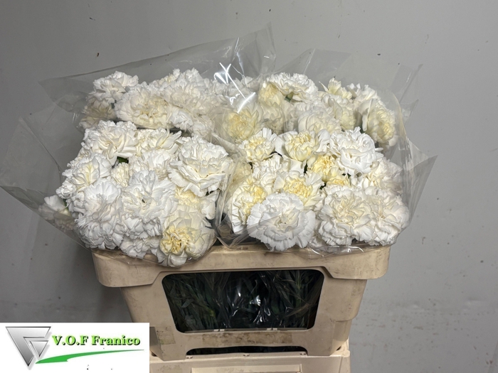 <h4>DI ST WHITE LIBERTY</h4>