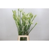 Nerine Like a Virgin Artistiek