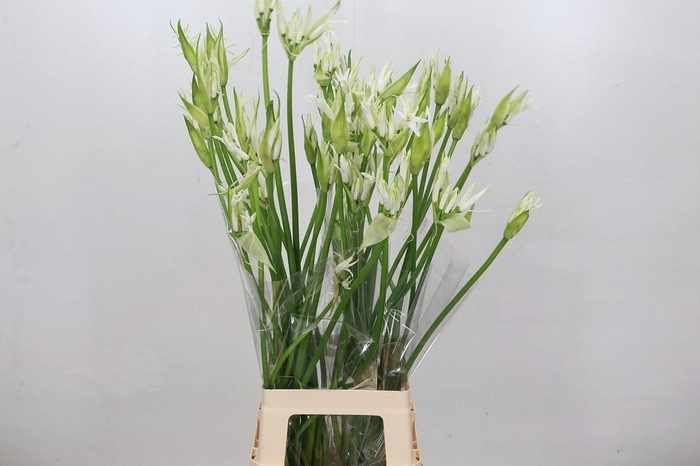 <h4>Nerine Like a Virgin Artistiek</h4>