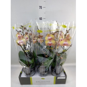 Phalaenopsis multi.   ...orange