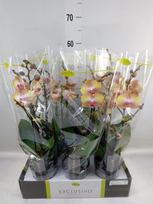 <h4>Phalaenopsis multi.   ...orange</h4>