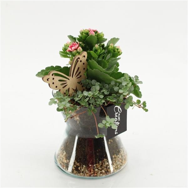 Arrangementen kamerplanten bloeiend 6%