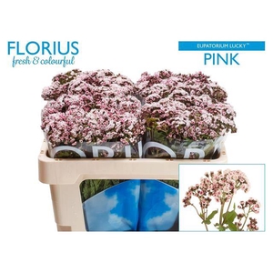 Eupat Ru Lucky Pink
