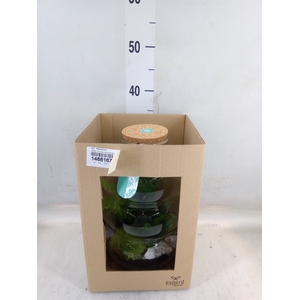 Arr.   Planten L%