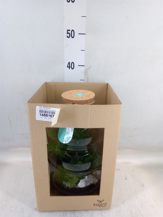 <h4>Arr.   Planten L%</h4>