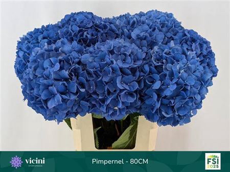 <h4>Hydr M Ch Pimpernel</h4>