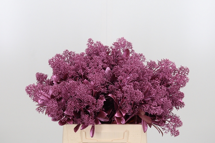 Skimmia Kl Bh Metal Roze