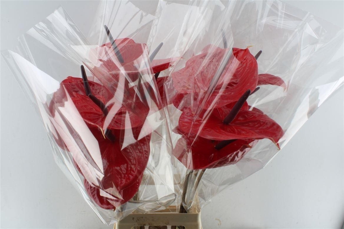 <h4>Anth A Impulz</h4>