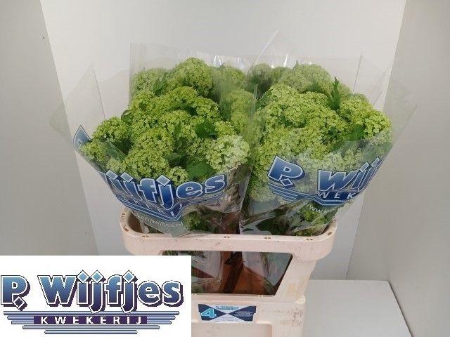 <h4>VIBURNUM ROSEUM ST</h4>