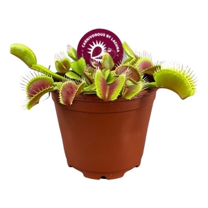 Dionaea Muscipula 8,5 cm