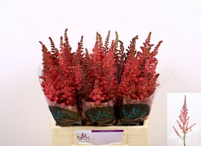 <h4>Astilbe Visions Pink Marginpar</h4>