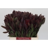 Leucadendron Saf Sunset Dark R.