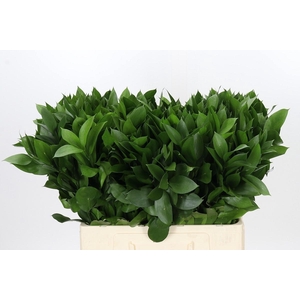 RUSCUS HYPOPHYLLUM