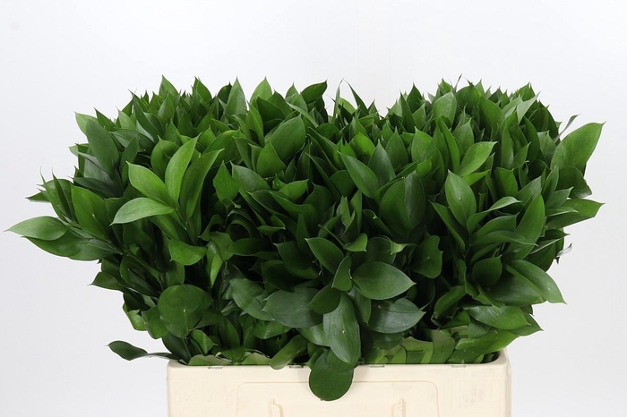 <h4>RUSCUS HYPOPHYLLUM</h4>