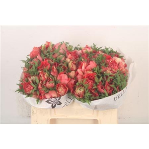 Anemone Levante Rosso