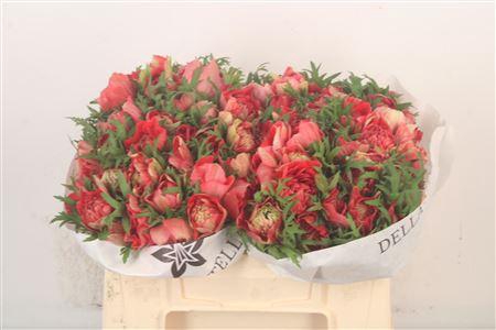 <h4>Anemone Levante Rosso</h4>