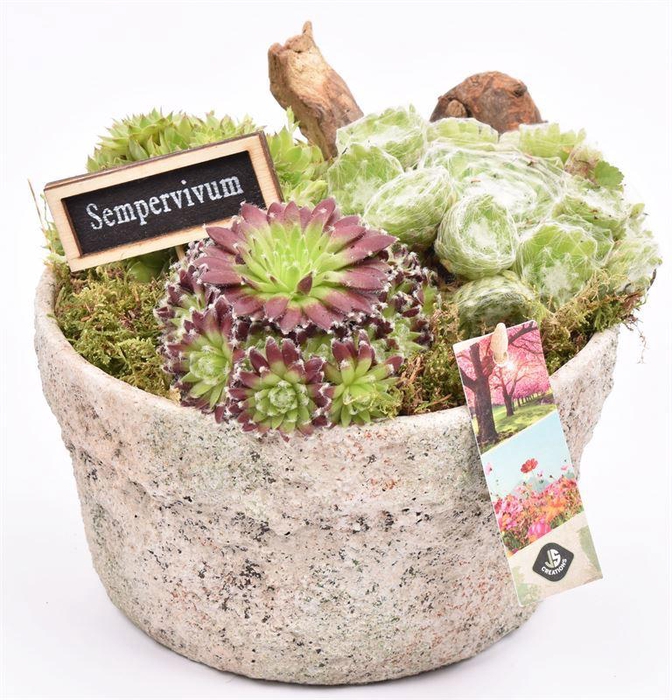 <h4>Cement schaal grof 20cm</h4>