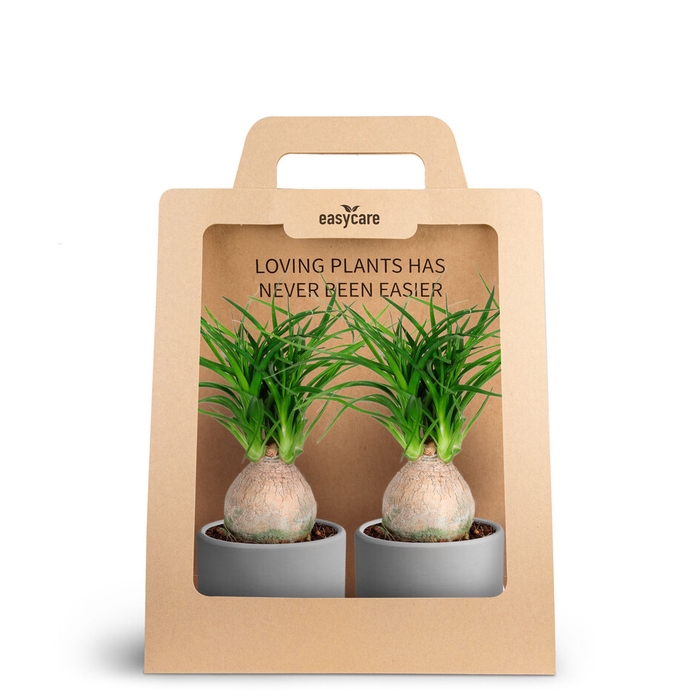 <h4>2-Pack Raw Grey, Beaucarnea</h4>
