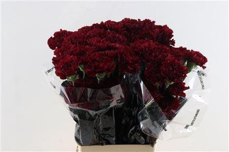 <h4>DI ST ZURIGO</h4>