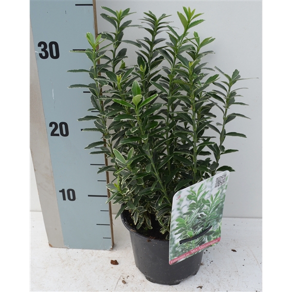 <h4>Euonymus Japonicus 'Microphyllus Albovariegatus'</h4>