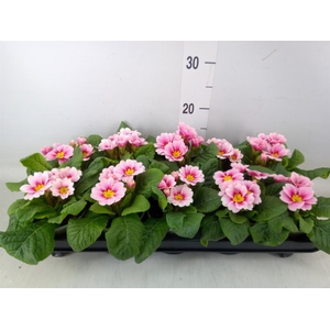 Primula ac. 'Apfelbluete Revol'