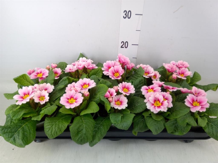 <h4>Primula ac. 'Apfelbluete Revol'</h4>