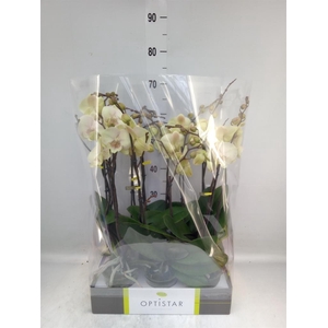 Phalaenopsis   ...yellow