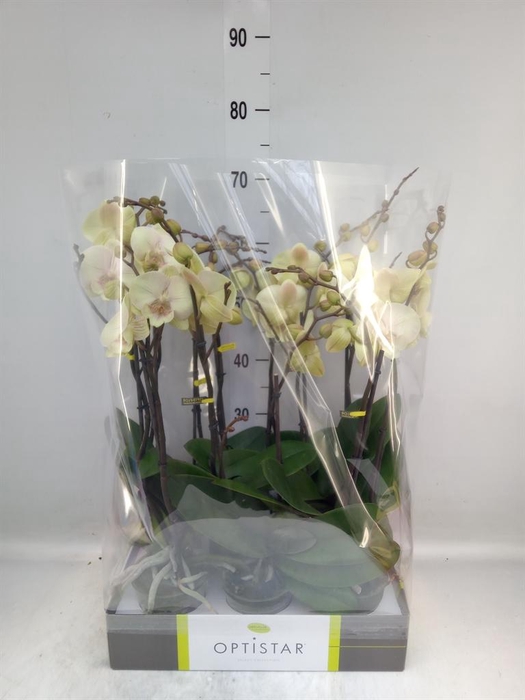 <h4>Phalaenopsis   ...yellow</h4>