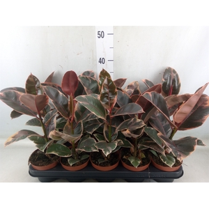Ficus elastica 'Belize'