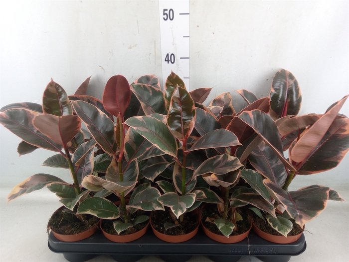 <h4>Ficus elastica 'Belize'</h4>