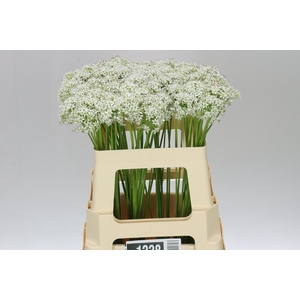 Allium Tuberosum