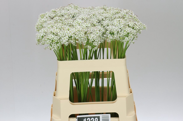 <h4>Allium Tuberosum</h4>
