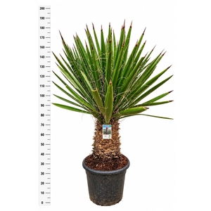 YUCCA GLORIOSA