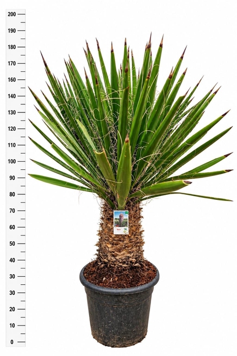 <h4>YUCCA GLORIOSA</h4>