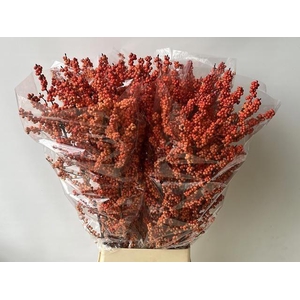 Ilex vert Winter Gold L12