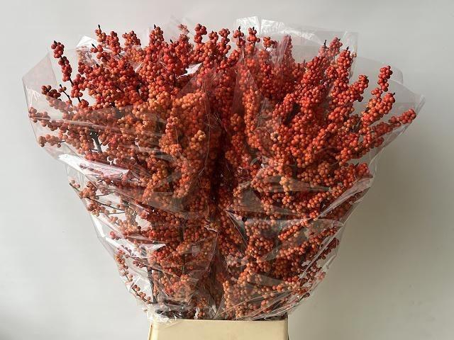 <h4>Ilex vert Winter Gold L12</h4>