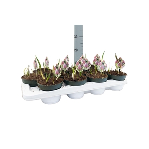 Fritillaria Meleagris