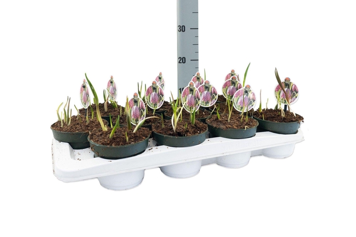 <h4>Fritillaria Meleagris</h4>