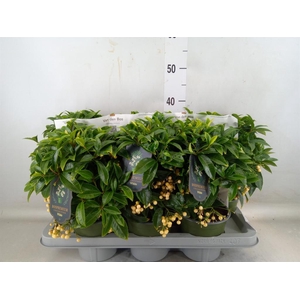 Ardisia crenata 'Bos Premium White'