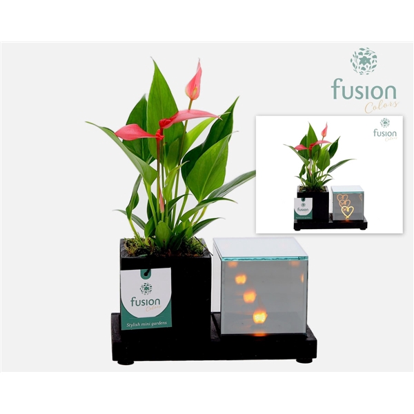 Elegant houten LED planter met Anthurium