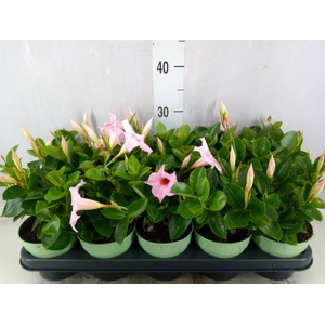 Mandevilla  'Sundavil Cream Pink'
