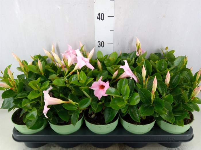 <h4>Mandevilla  'Sundavil Cream Pink'</h4>