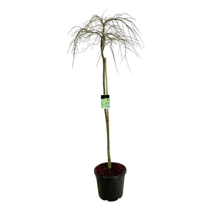 <h4>Acer pal. 'Dissectum'</h4>