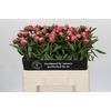 Paeonia Dr A Fleming